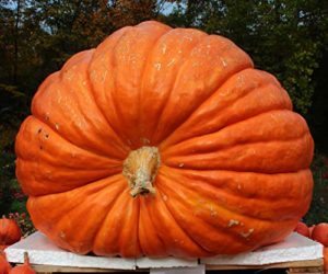 Reviews Y Listado De Calabaza Gigante Tabla Con Los Diez Mejores