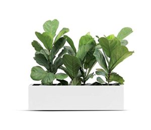 Encuentra Reviews De Donde Comprar Macetas Top Diez