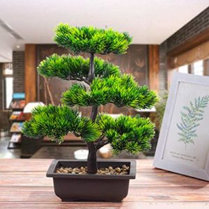 Comparativas De Bonsai Pinos De Esta Semana