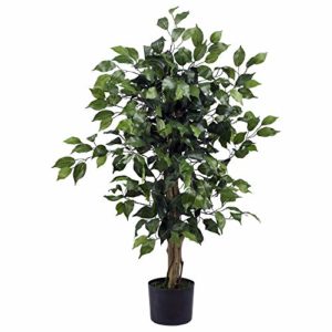 Comparativas De Arbol Ficus 8211 Solo Los Mejores